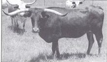 BL SIERRA
