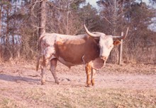 BEVO