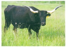 Black Bluffer