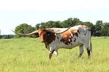 Brazos Carly 968
