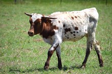 Brazos Foxy Jana 37/24
