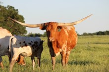 Brazos Gerda 965
