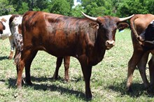 Brazos Missy 20/24