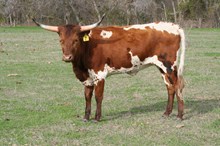 BRAZOS ROSE DIXIE BELLA