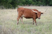 BRAZOS ROSE HENRIETTA