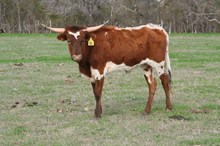 BRAZOS ROSE KELI