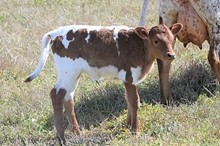 Brazos Sassie 32/20