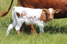 Bull 9/4