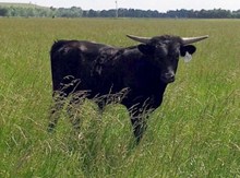 Bull 13/14