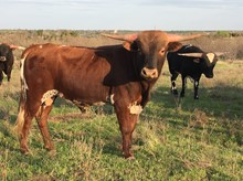 Barcelona Bull 2017