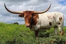 RBR Fiesty Cowgirl