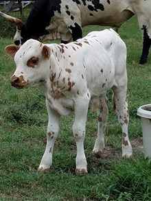 COUNTRY LEGENDS BULL CALF