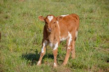 TJD CHIQUITA BULL