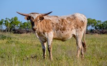 TJD CINNAMON COWGIRL