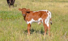 TJD CINNAMON ROLL BULL