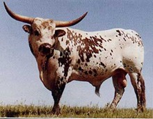 COLORADO COWBOY