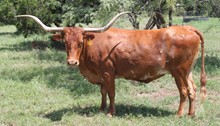 COOPER'S PEPPY PATTY
