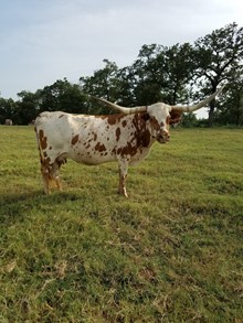 COUNTRY LEGEND 3/11