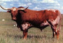 COWCATCHER