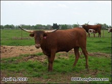 DDR Redhead