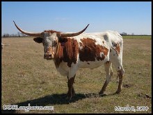DDR Sonoita's Angel