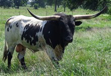 MI TIERRA TORO DIABLO