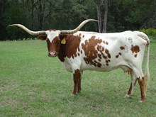 BH COYOTE GAL 220