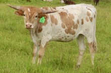 GLR CRACKER CUT GAL