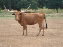FA BIG HORNS