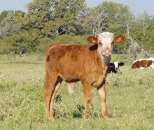 JOAQUIN X JL CREEKMORE'S SCARLET