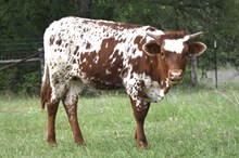 DON x Sonata heifer calf
