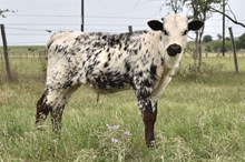 DON x Diva bull calf