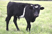 DON x Midnight bull calf