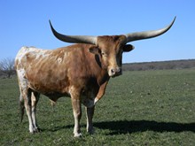 RUTLEDGE'S IMUS
