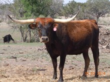 PPF Do U Think I'm Tex-y