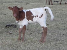 Bizi/Rosebud Heifer