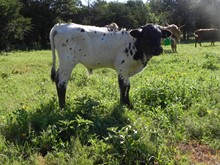 Raven/Bizi Steer