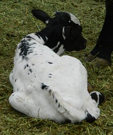 Kona's 2012 Heifer
