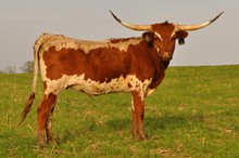GT STAREYES