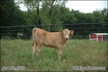 Blue Heart Heifer