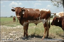 DDR Whelming's Rodeo 11