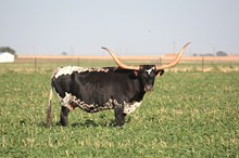 EOT OVERLORD'S LEWEZE 242