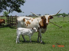4G SOUTHBROOKE DAPHNE