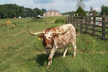 DARLENE'S DOLLY