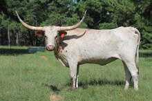 DEIGO STAR