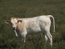 CALF 8E11 BULL