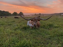 TP SUNRISE