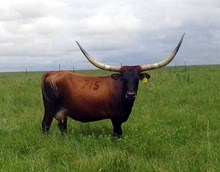 EOT RENEGADE'S MISSY 715