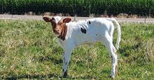 Echo's 2019 heifer