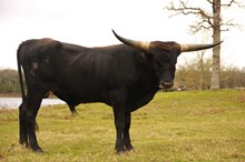 GLR TEXAS COMMANDER